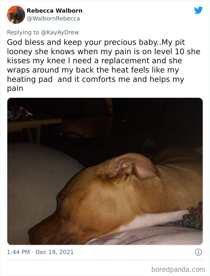 Dog-Saves-Baby-Not-Breathing