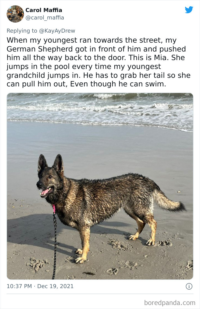 Dog-Saves-Baby-Not-Breathing