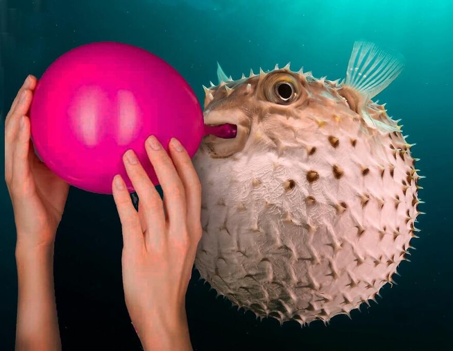 Looking At These Funny Collages, You're Going To Get A Brain Cramp (33 New Photos)