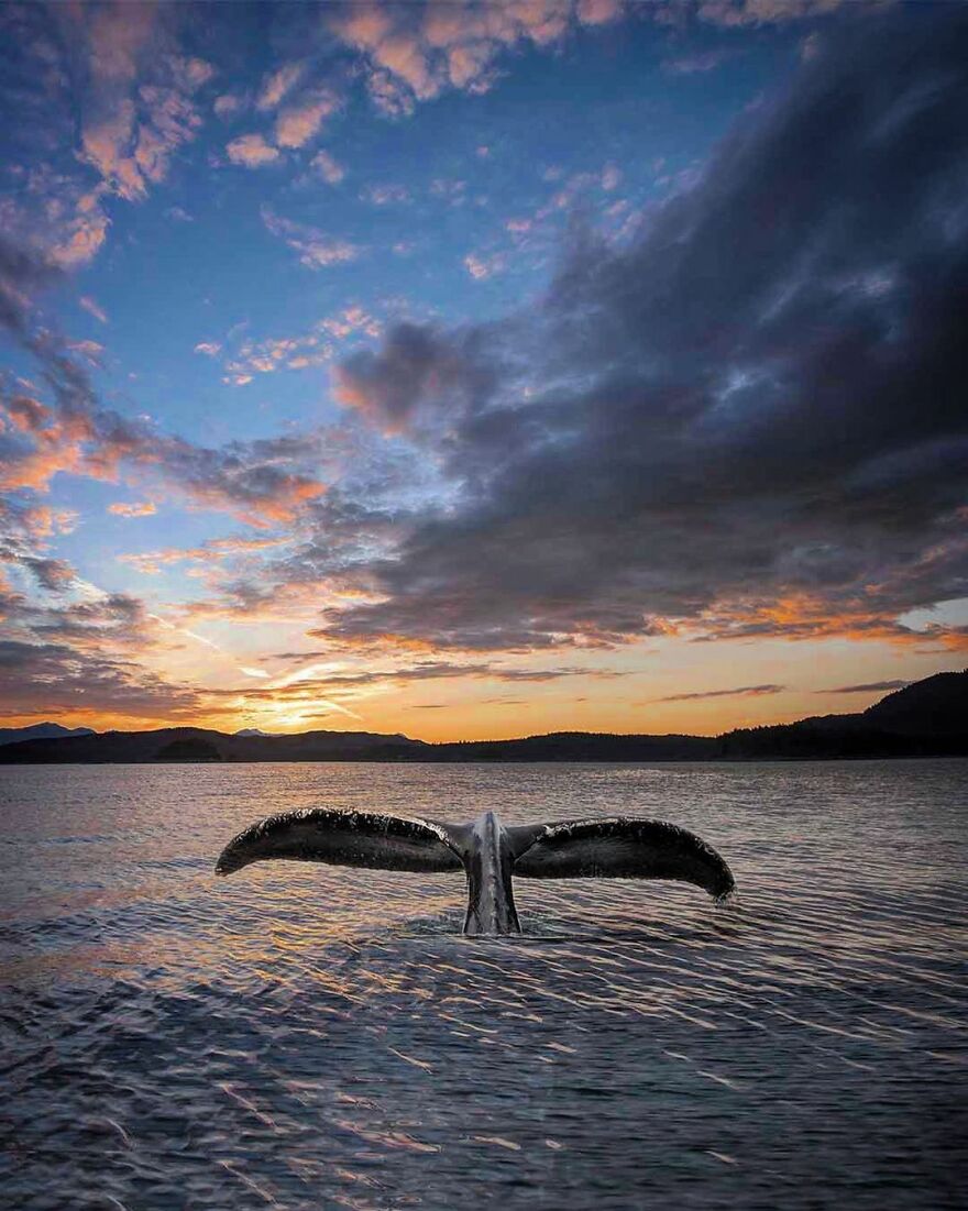 Photographer Combines Whales And The Sunset, Resulting In True Works Of Art In Our Eyes
