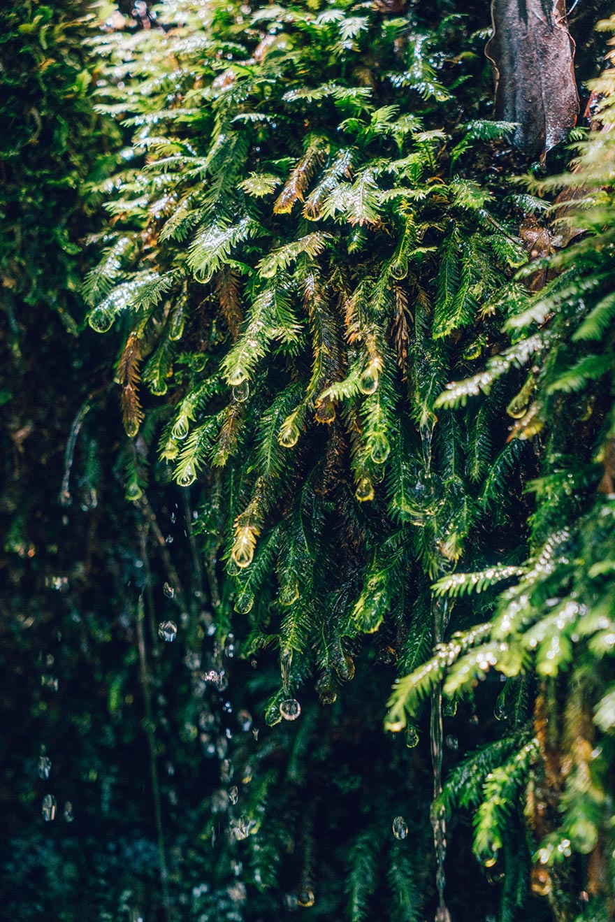 I Photographed The Ancient "Princess Mononoke" Forest.