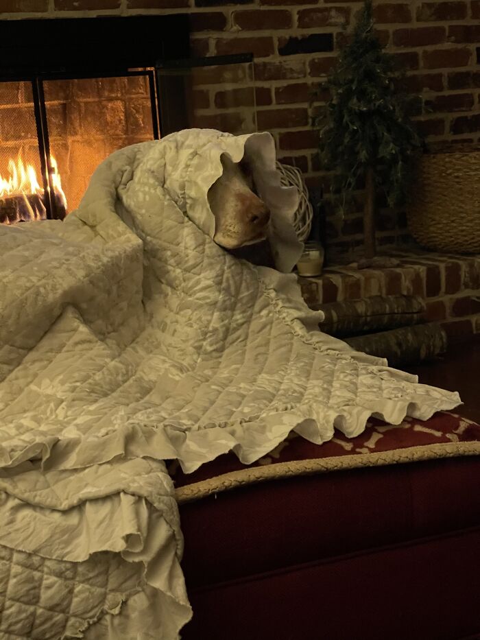 It’s A Dogs Life ...