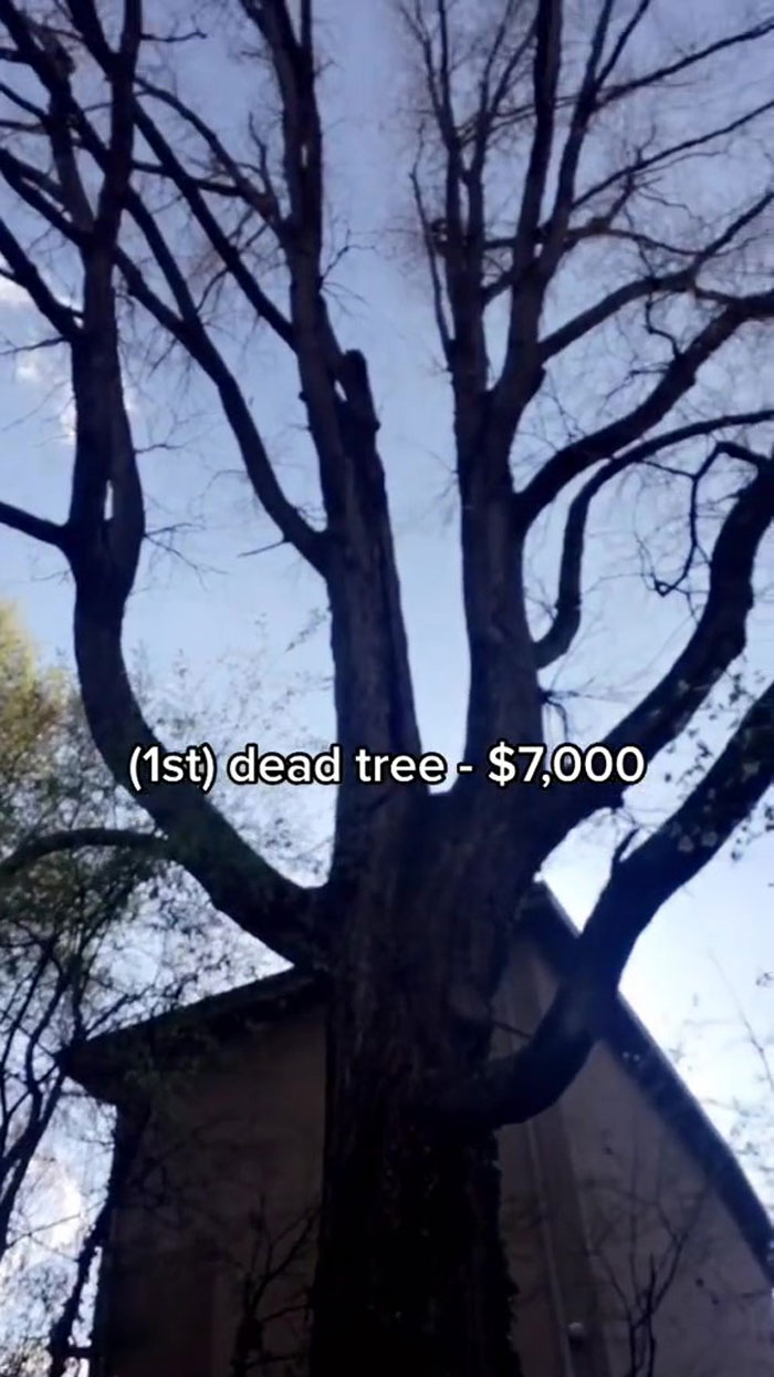 Woman Buys A House From Hell Where Random Disasters Keep Happening Which, In The End, Gets Destroyed By A Huge Tree Falling On It 