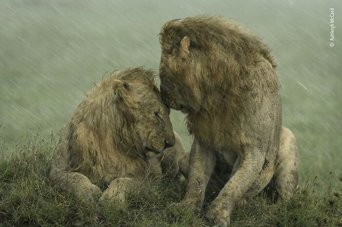 Two lions resting close together in the rain, captured in a wildlife photographer of the year contest image.