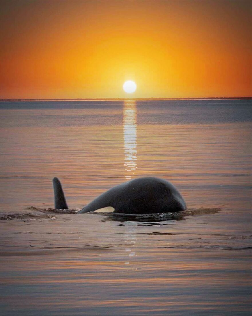 Photographer Combines Whales And The Sunset, Resulting In True Works Of Art In Our Eyes