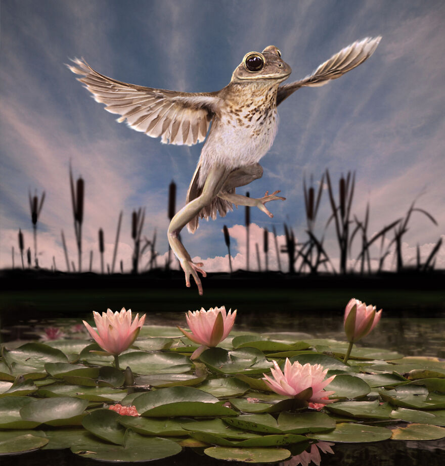 Digital Artists Are Challenged To Photoshop Frogs And Here Are The 30 Best Images