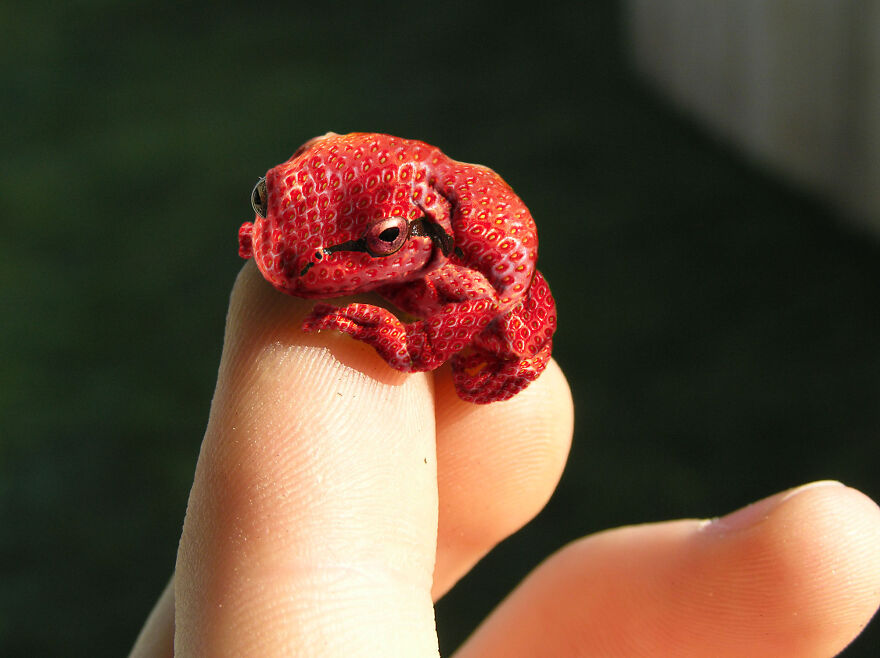 Digital Artists Are Challenged To Photoshop Frogs And Here Are The 30 Best Images