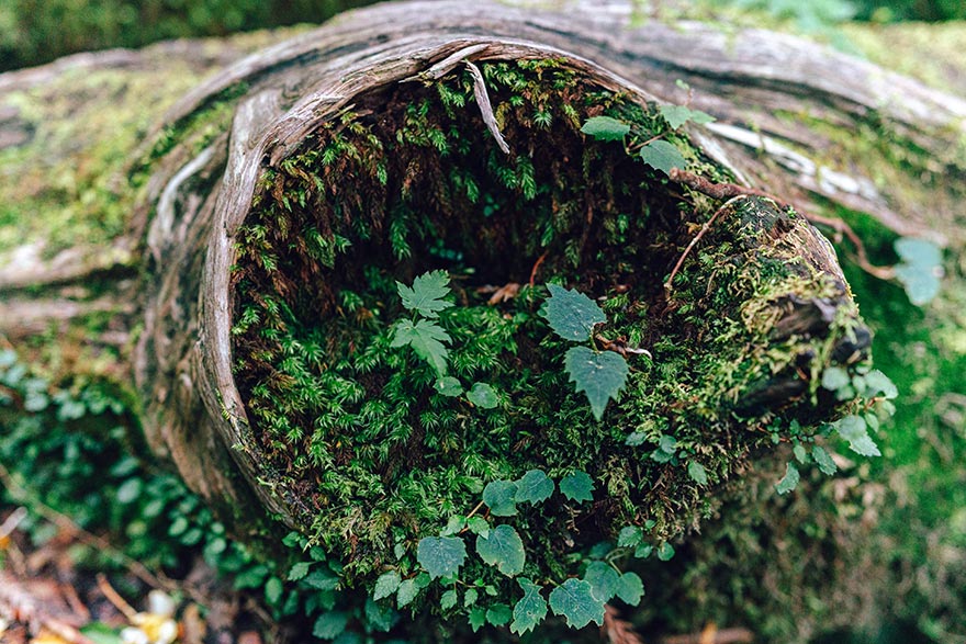 I Photographed The Ancient "Princess Mononoke" Forest