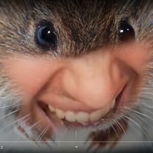 mintycatgaming avatar