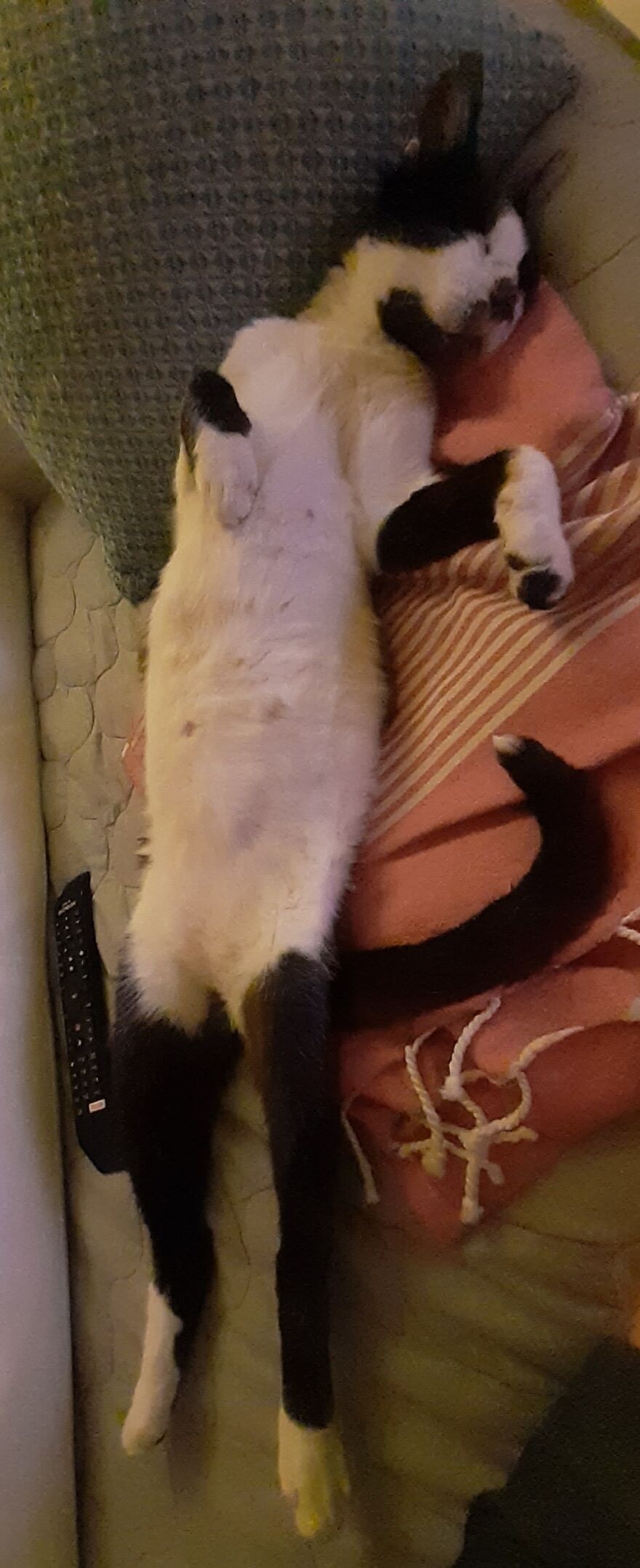 Stray Cat Adopted Me Stray Cat Adopted Me