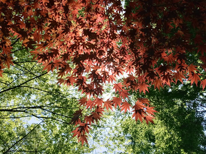 I Could Imagine Fairies Flying Around This Tree