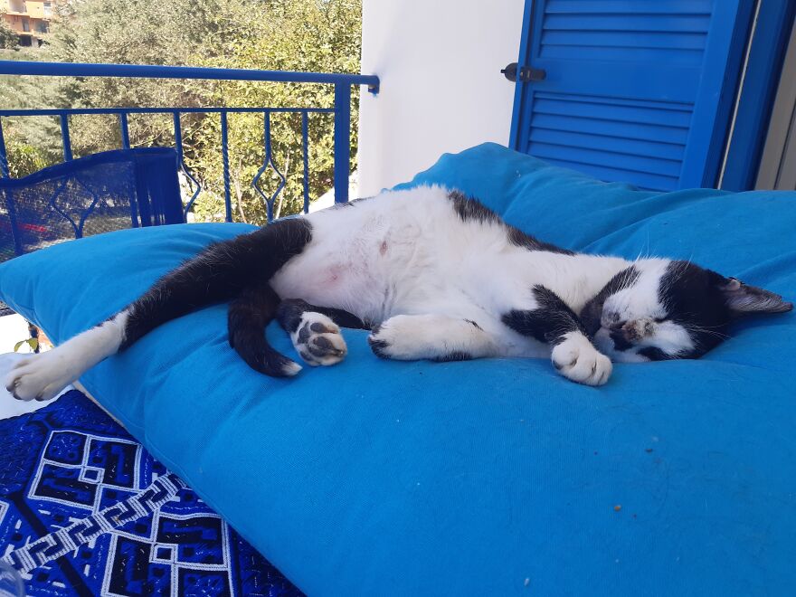 Stray Cat Adopted Me Stray Cat Adopted Me