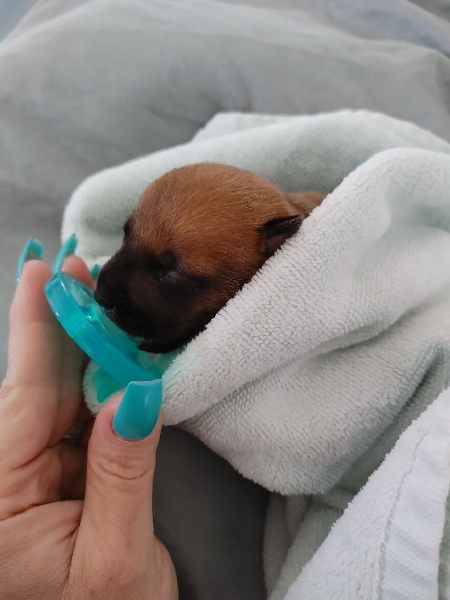 5 Day Old Pup, That Needed Her Binky To Sleep!