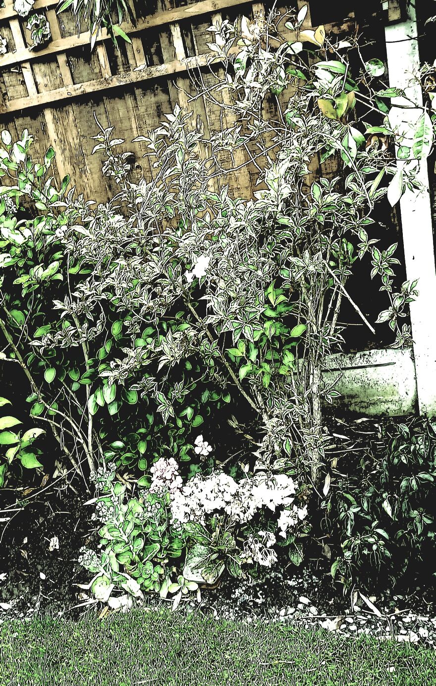 I Took Pictures Of My Friend's Garden. I Edited Them And Was Able To Make 5 Of My Friends Think I Drew Them.