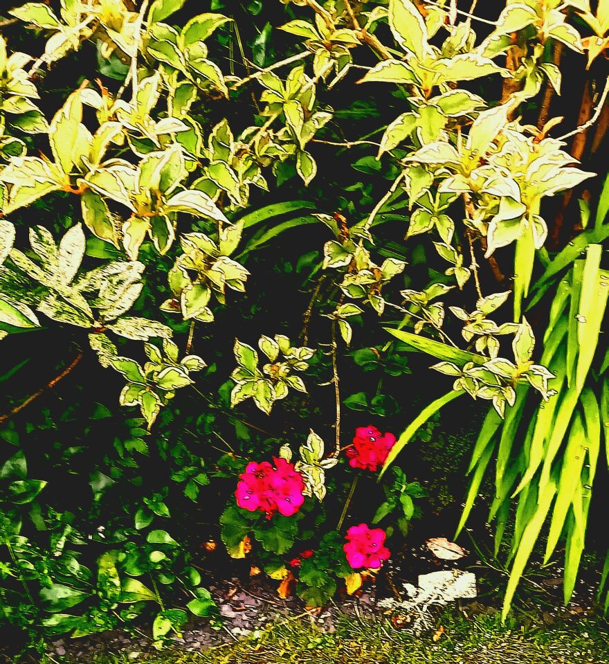 I Took Pictures Of My Friend's Garden. I Edited Them And Was Able To Make 5 Of My Friends Think I Drew Them.