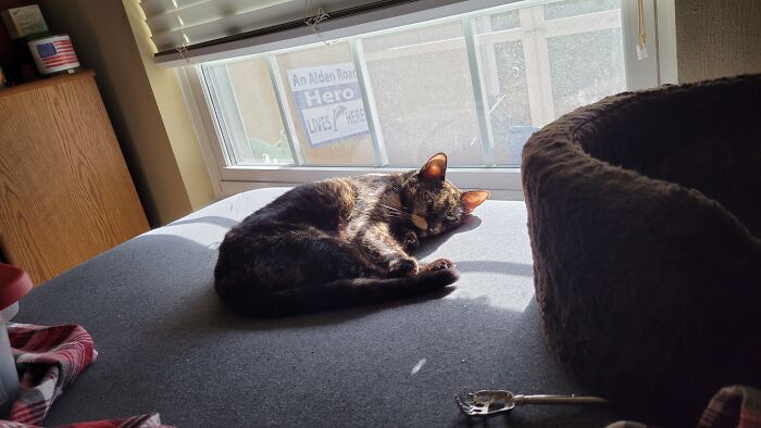 Muddy With Her Afternoon Sun Nap.