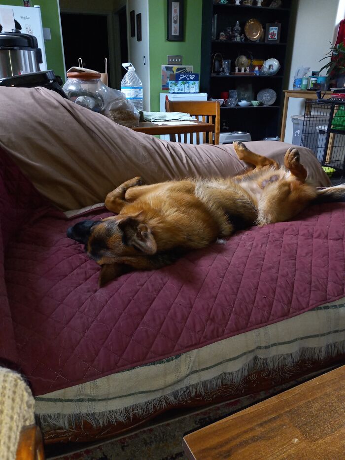 Handsome Bo Catching Some Zzz's