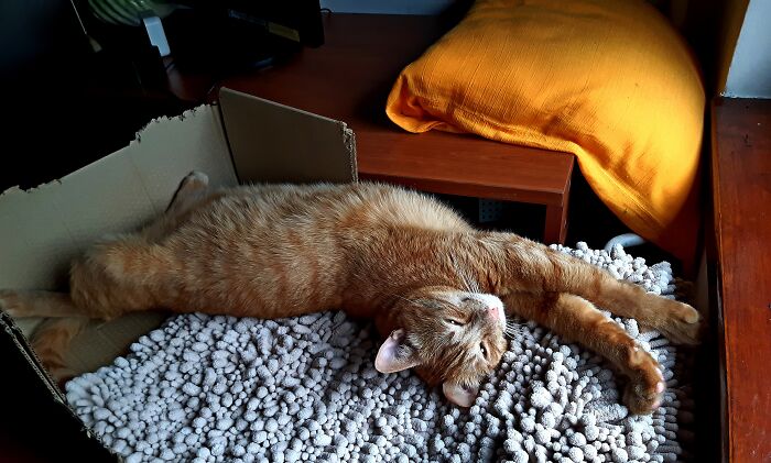 His Favorite Place To Take A Nap