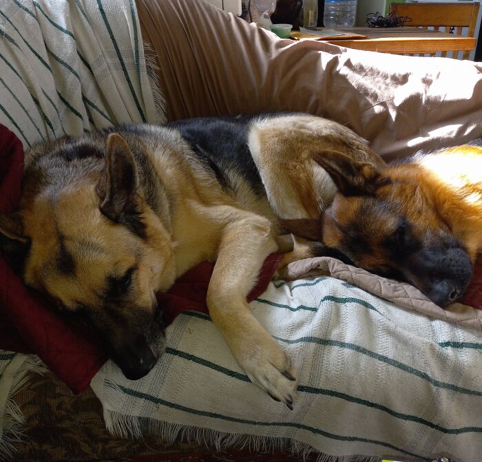Serious Nap Time, Obviously Not Allowed On The Furniture 🙄