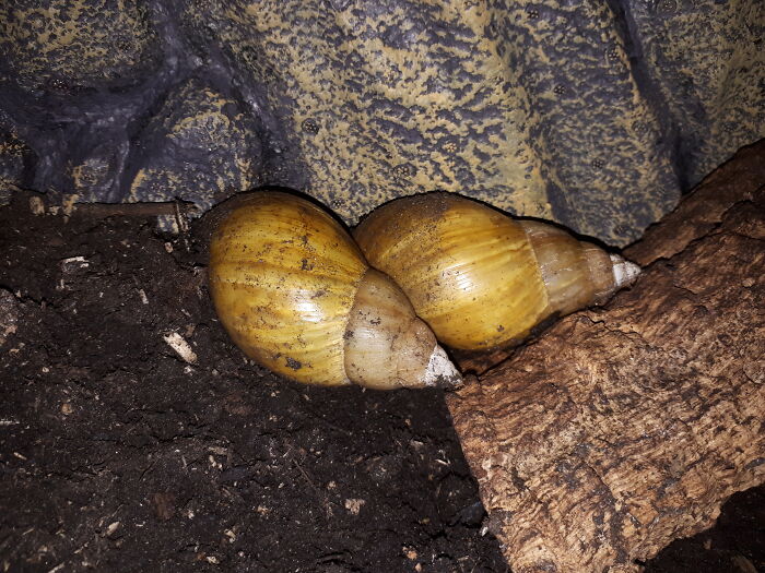 Karl & Margret - Some Shy Snuggle-Buddies