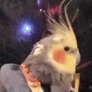 teslabuchanan avatar