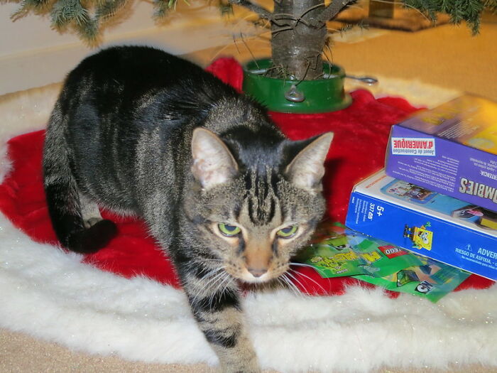 Alguien en este grupo online preguntó: "¿Cuál es tu historia de "por eso no voy a casa en Navidad"? Y 20 personas respondieron