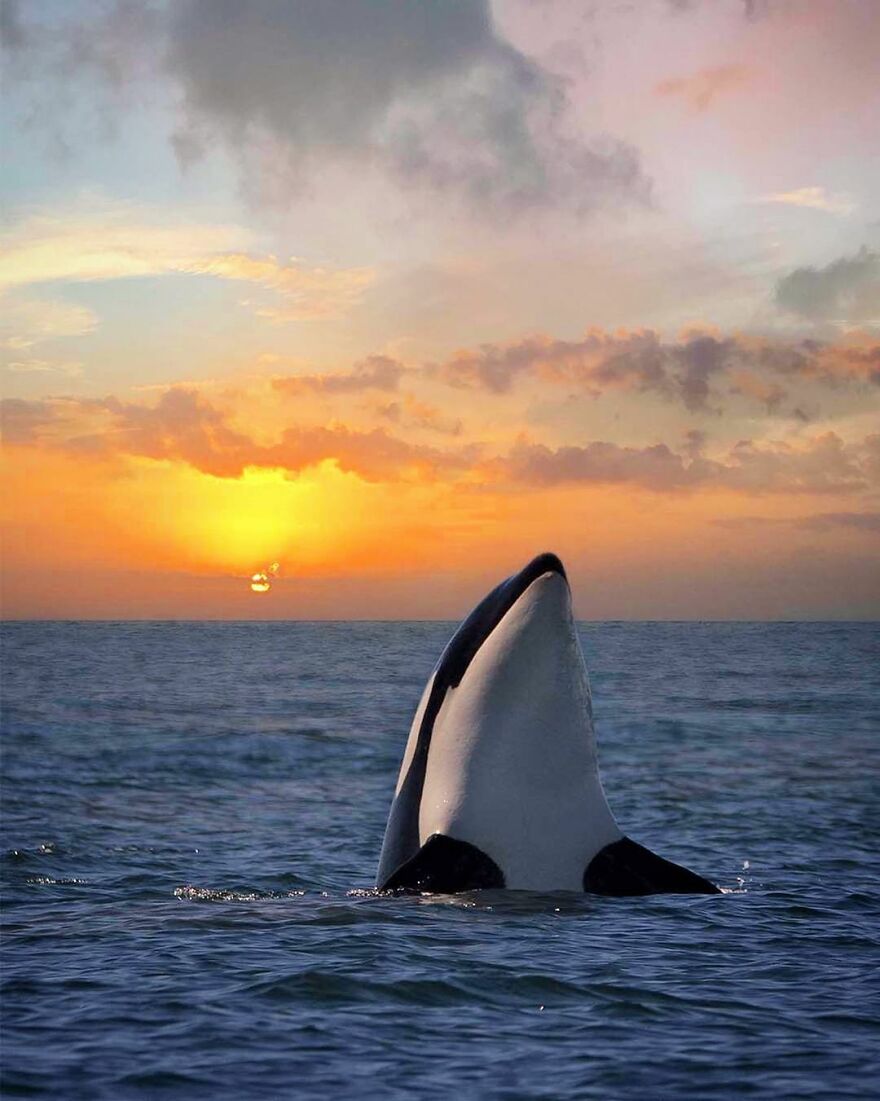 Photographer Combines Whales And The Sunset, Resulting In True Works Of Art In Our Eyes