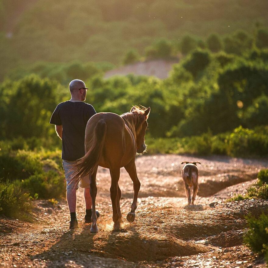 Este hombre transformó su granja en un refugio de animales con perros y gatos, pero también caballos, gaviotas y más