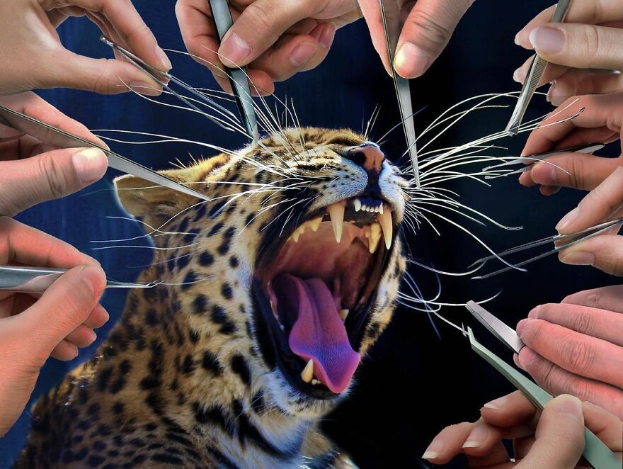 Looking At These Funny Collages, You're Going To Get A Brain Cramp (33 New Photos)