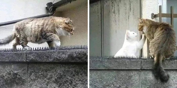 Two goofy cats on a wall with spikes, one walking carefully and another interacting playfully with a white cat.