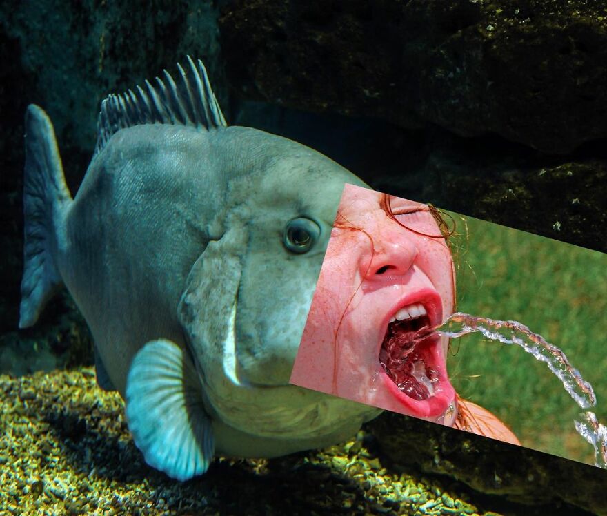 Looking At These Funny Collages, You're Going To Get A Brain Cramp (33 New Photos)