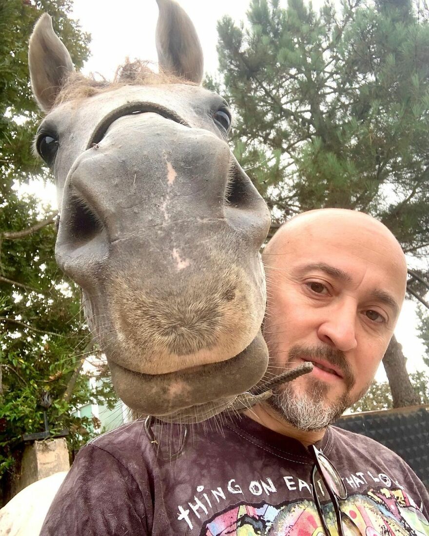 Este hombre transformó su granja en un refugio de animales con perros y gatos, pero también caballos, gaviotas y más