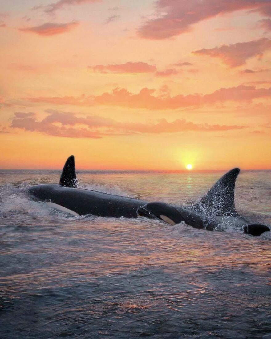 Photographer Combines Whales And The Sunset, Resulting In True Works Of Art In Our Eyes