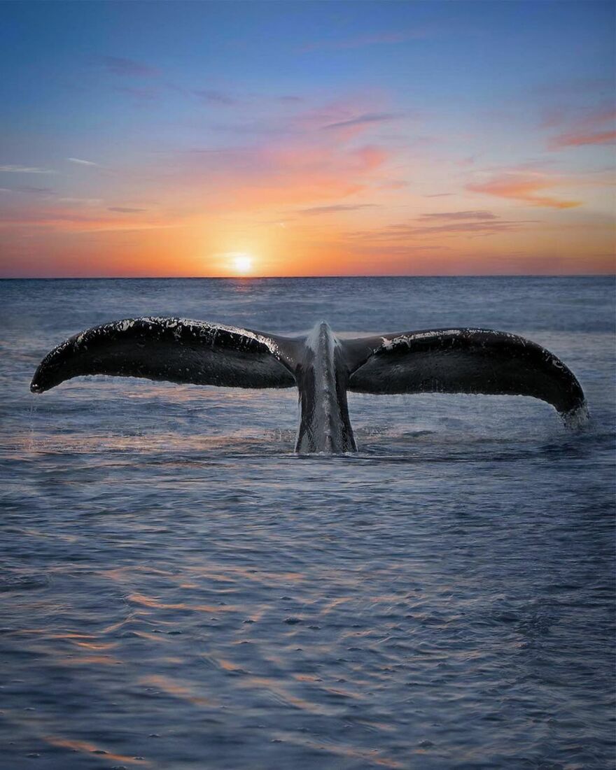 Photographer Combines Whales And The Sunset, Resulting In True Works Of Art In Our Eyes