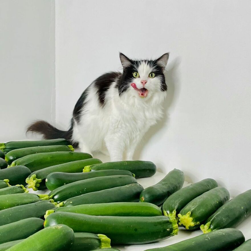 This Cat From Finland Loves Munching On Cucumbers This Cat From Finland Loves Munching On Cucumbers