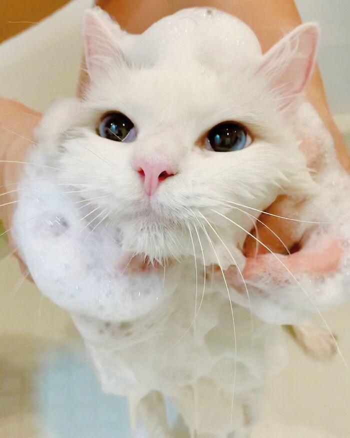 This Cat Loves Taking A Bath So Much That His Siblings Started Loving It Too This Cat Loves Taking A Bath So Much That His Siblings Started Loving It Too