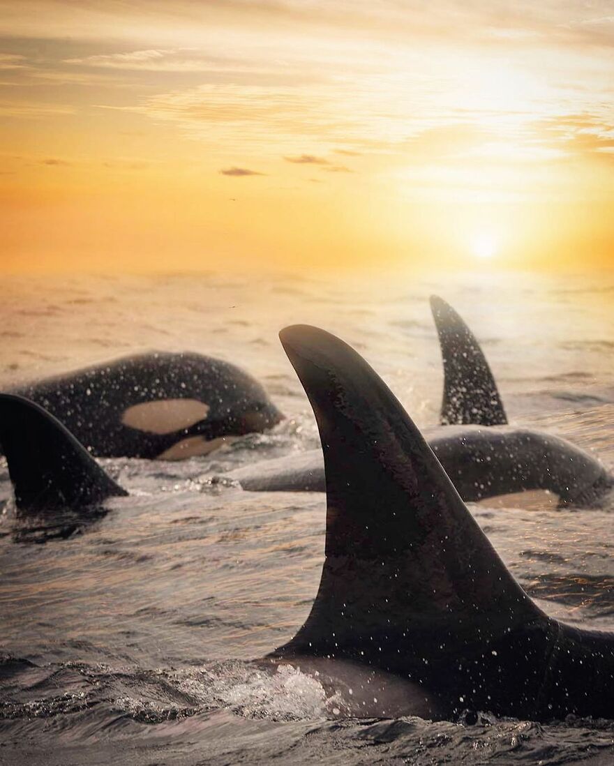 Photographer Combines Whales And The Sunset, Resulting In True Works Of Art In Our Eyes