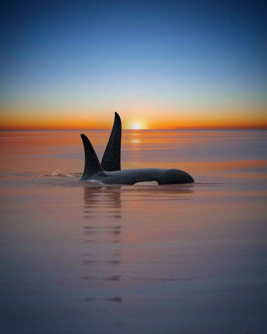 Photographer Combines Whales And The Sunset, Resulting In True Works Of Art In Our Eyes