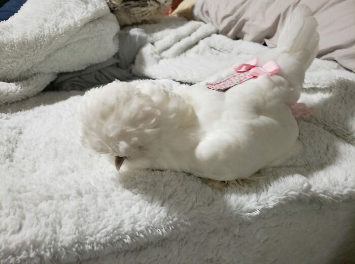 A House Chicken (Gallus Luxurious) In Her Native Habitat