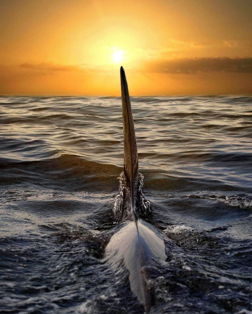 Photographer Combines Whales And The Sunset, Resulting In True Works Of Art In Our Eyes