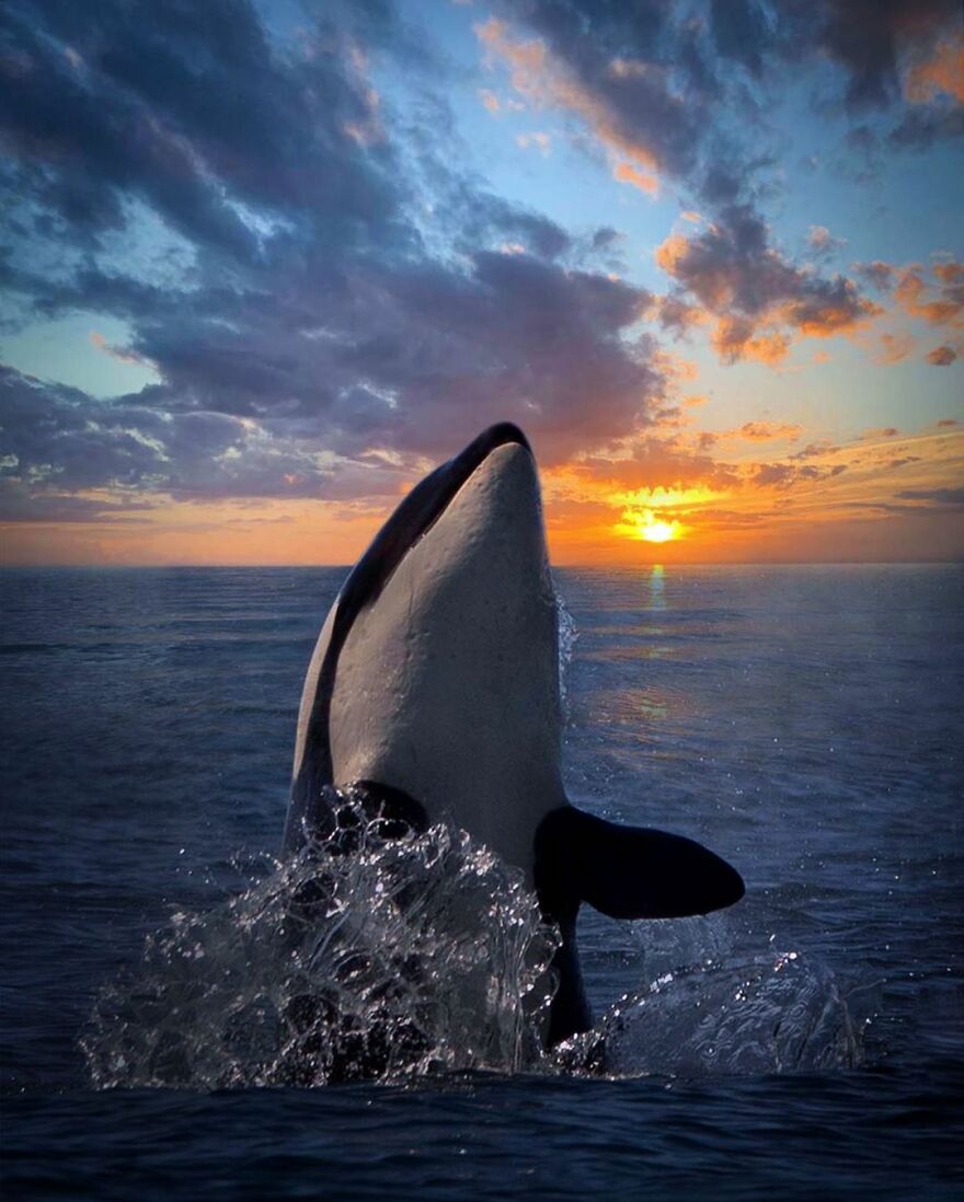 Photographer Combines Whales And The Sunset, Resulting In True Works Of Art In Our Eyes