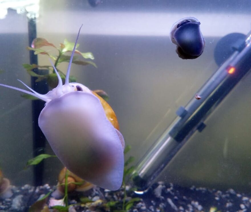 It's A Mystery! … Or Is It?
apple Snail Taxonomy Explained