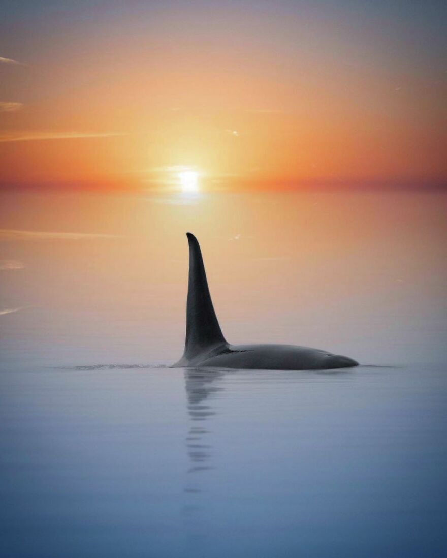 Photographer Combines Whales And The Sunset, Resulting In True Works Of Art In Our Eyes