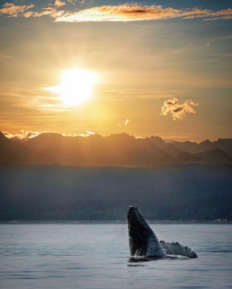 Photographer Combines Whales And The Sunset, Resulting In True Works Of Art In Our Eyes