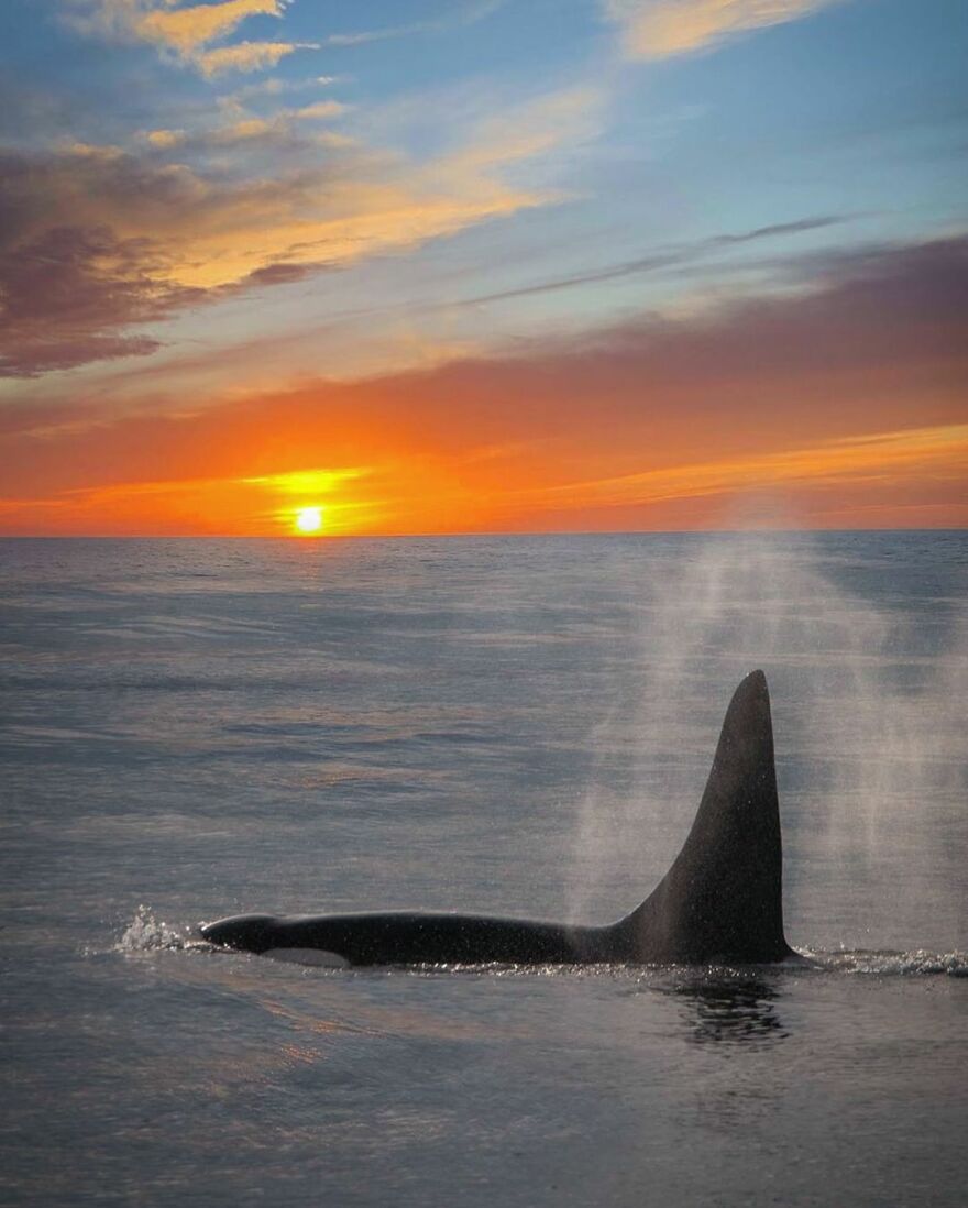 Photographer Combines Whales And The Sunset, Resulting In True Works Of Art In Our Eyes