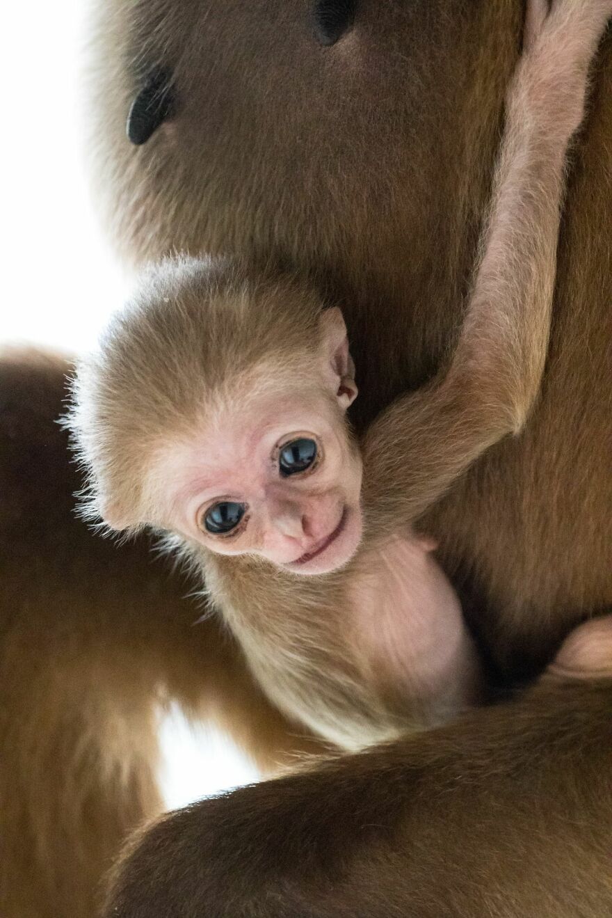 Another Baby Gibbon Was Born In The Skopje Zoo - A Rarity Both In Nature And In The Zoo
