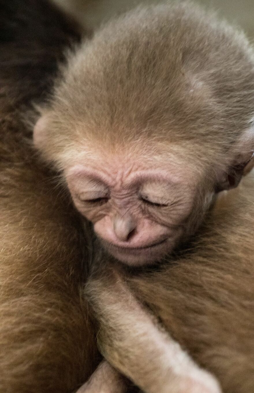 Another Baby Gibbon Was Born In The Skopje Zoo - A Rarity Both In Nature And In The Zoo
