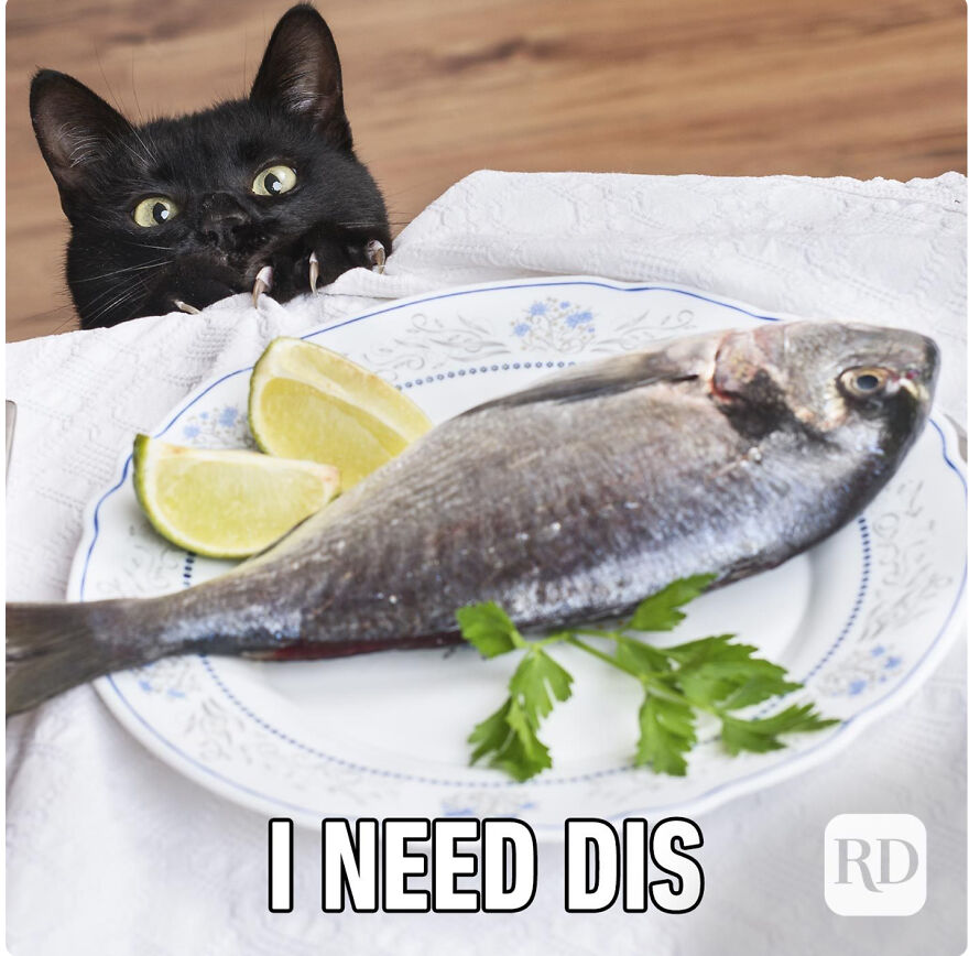 Cat Memes That Just Have To Be Shared