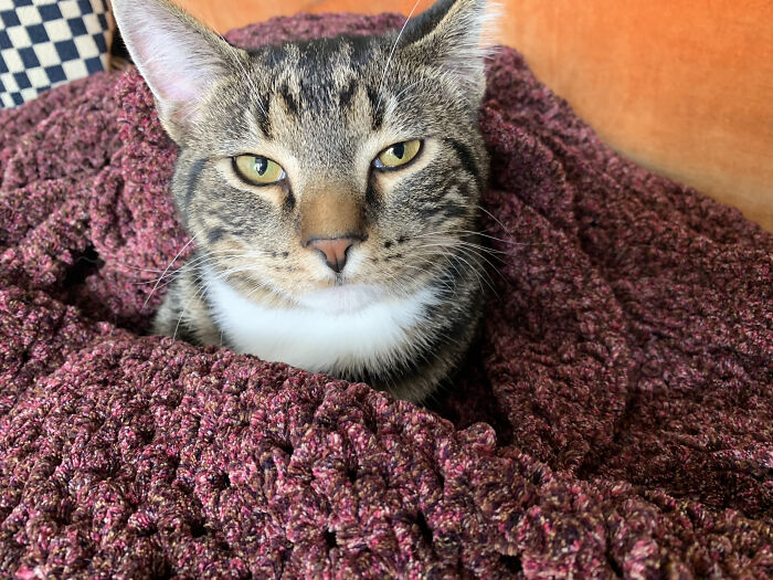 How Do You Say “Cozy”?