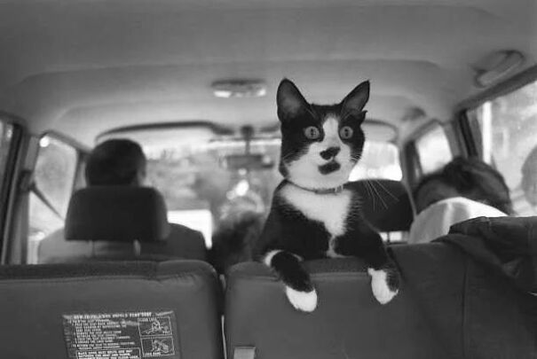 First Pet Of The White House, Socks The Cat